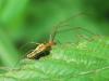 Tetragnatha sp.